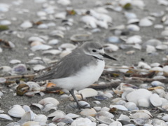 Anarhynchus frontalis