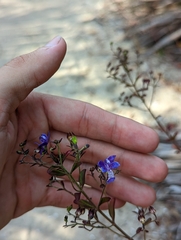 Trichostema suffrutescens