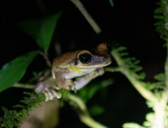 Osteocephalus yasuni