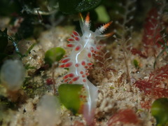 Coryphella trilineata