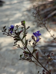 Trichostema suffrutescens
