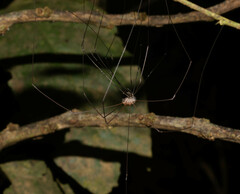 Phalangioidea