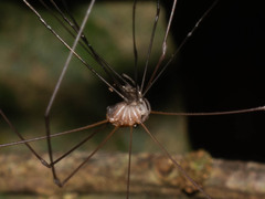 Phalangioidea