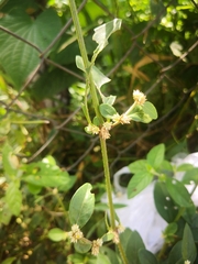 Alternanthera sessilis