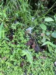 Rhynchospora colorata