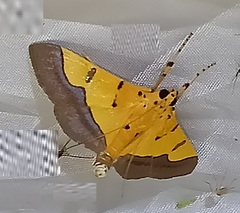 Endocrossis flavibasalis