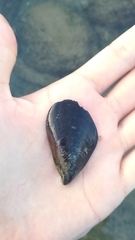 Mytilus galloprovincialis