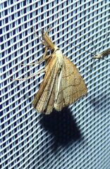 Polypogon tentacularia