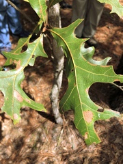 Quercus laevis image