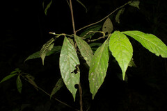 Rubiaceae