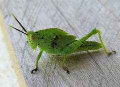 Xyleus discoideus angulatus