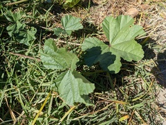 Malva parviflora
