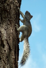 Sciurus arizonensis