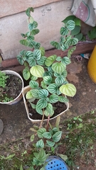 Peperomia argyreia