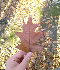 Torminalis glaberrima