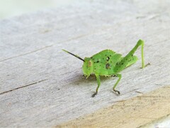 Xyleus discoideus angulatus