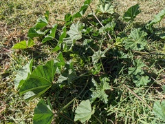 Malva parviflora