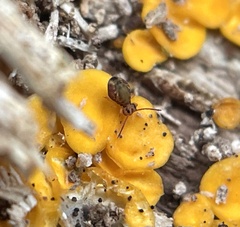 Dicyrtomina
