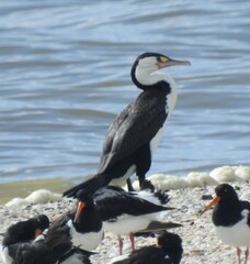 Phalacrocorax varius varius