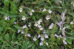 Euphrasia officinalis
