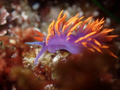 Flabellinopsis iodinea