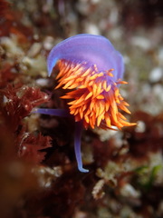 Flabellinopsis iodinea