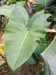 Xanthosoma