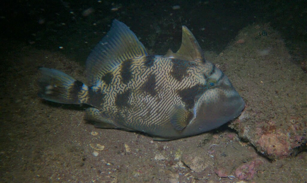 Blunthead Triggerfish