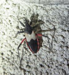 Microtomus purcis