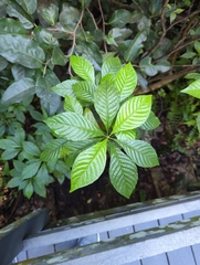 Psychotria nervosa