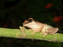 Osteocephalus yasuni