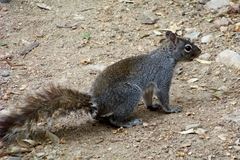 Sciurus arizonensis
