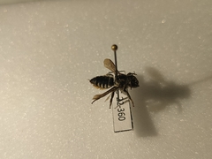 Megachile octosignata