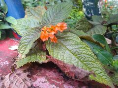 Chrysothemis pulchella