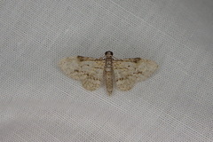 Sigilliclystis insigillata