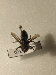 Megachile octosignata