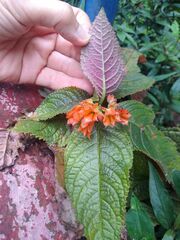 Chrysothemis pulchella
