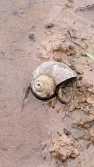 Pomacea canaliculata