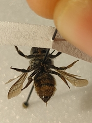 Megachile octosignata