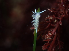 Apata pricei
