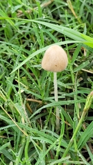 Conocybe