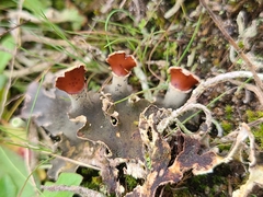 Peltigera rufescens
