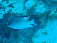 Amblyglyphidodon indicus