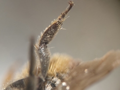 Megachile octosignata