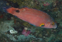 Symphodus mediterraneus