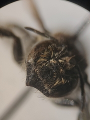 Megachile octosignata