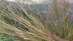 Heteropogon contortus