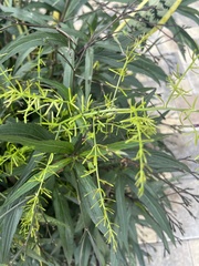 Asparagus aethiopicus