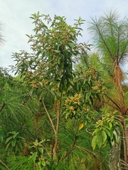 Lippia myriocephala