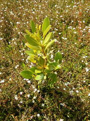 Avicennia marina